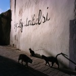 Tunisia, Tunis
Cats walk by a wall inside the medina. Graffiti on the wall reads 'Bye bye Trabelsi'.