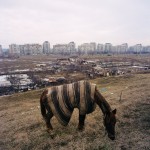 Romania, Bucharest. Horse grazing in a desolate landscape.
