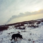 Romania, Bucharest. Roxi the dog pictured in the early morning, with Vacaresti power station in the distance.