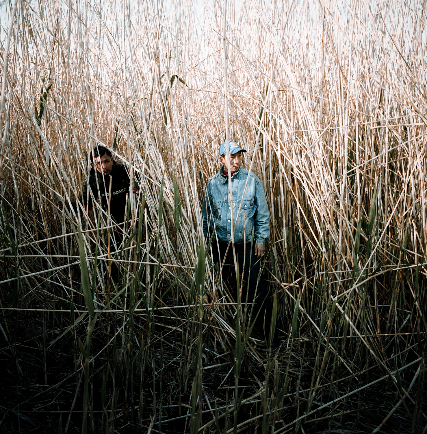 Greece, Patras. Afghan refugees hide in long grass beside a main road to try to hide in a passing truck.